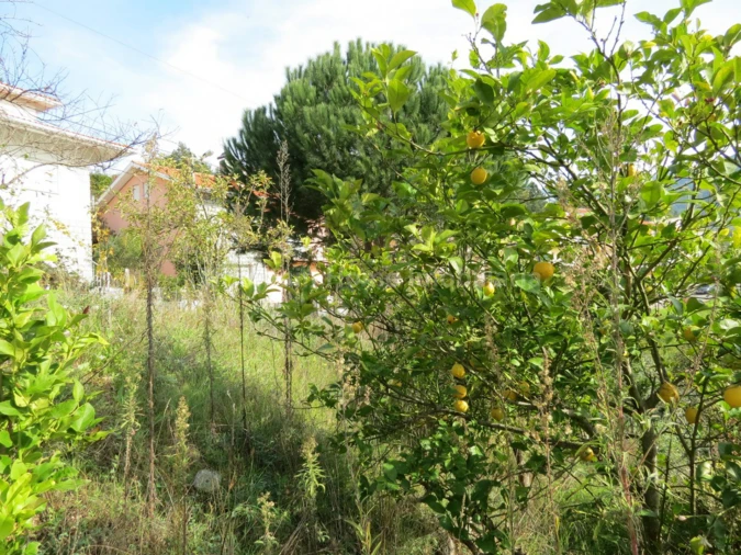 Terreno para Venda em São Gião Foto 5