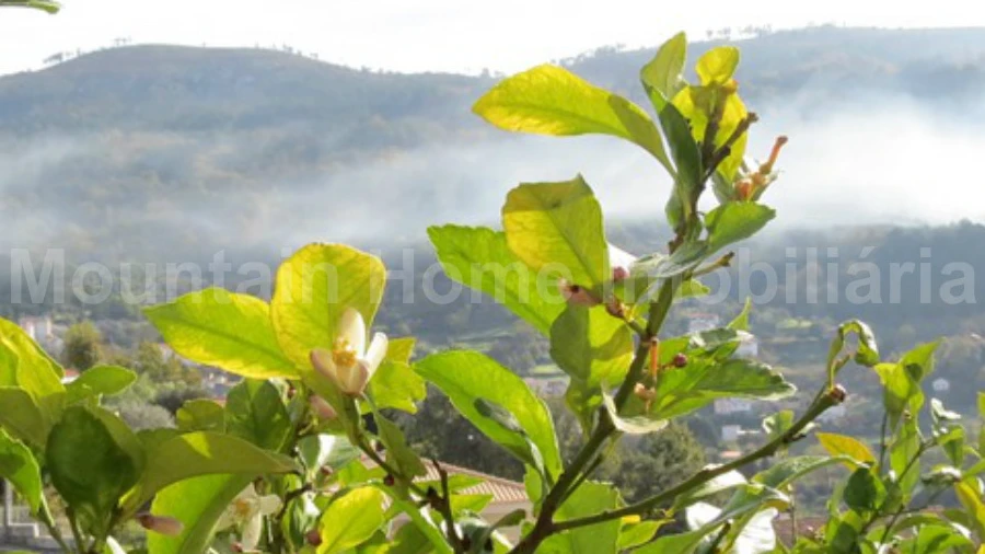 Terreno para Venda em São Gião