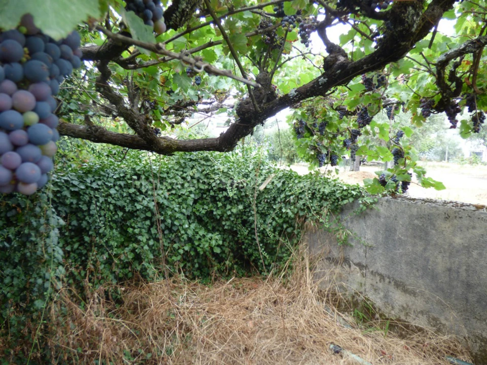 Terreno para Venda em Rio Torto e Lagarinhos Foto 3
