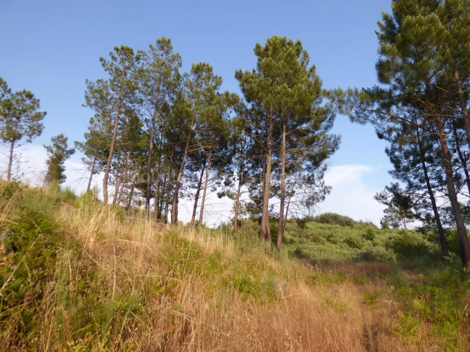 Quinta T0 para Venda em Ribamondego Foto 6