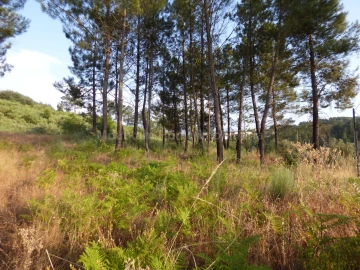 Quinta T0 para Venda em Ribamondego