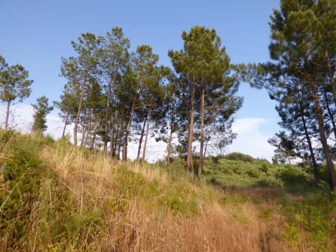 Quinta T0 para Venda em Ribamondego Foto 6