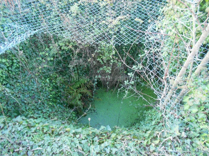 Terreno Agricola ou Rústico para Venda em Paços da Serra Foto 4