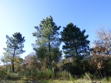 Terreno para Venda em Abrunhosa-A-Velha