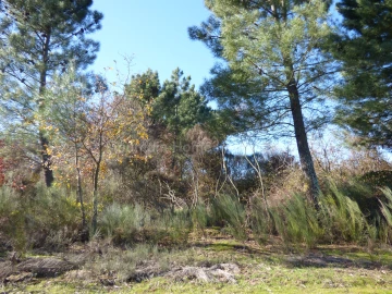 Terreno para Venda em Abrunhosa-A-Velha