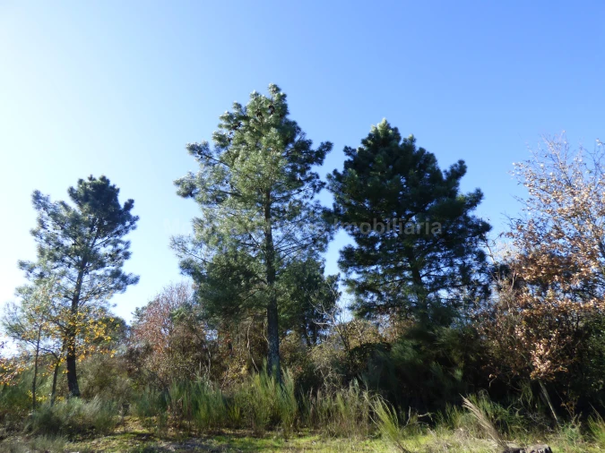 Terreno para Venda em Abrunhosa-A-Velha Foto 4