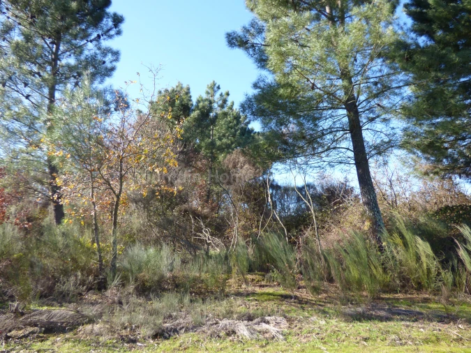 Terreno para Venda em Abrunhosa-A-Velha Foto 3