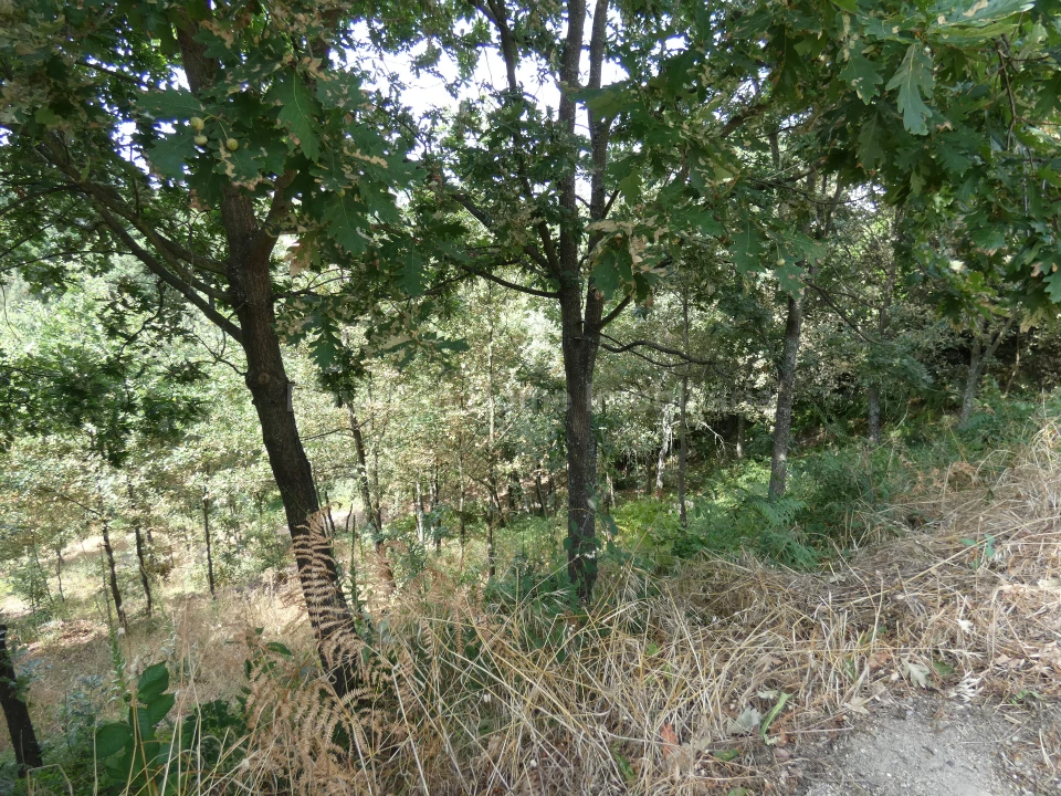 Terreno para Venda em Seia, São Romão e Lapa dos Dinheiros Foto 4