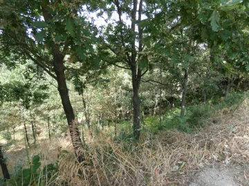 Terreno para Venda em Seia, São Romão e Lapa dos Dinheiros