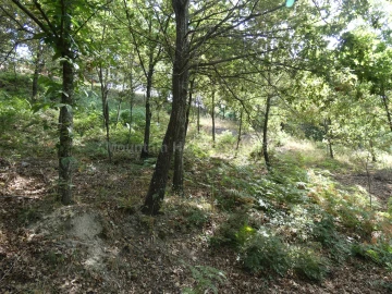 Terreno para Venda em Seia, São Romão e Lapa dos Dinheiros
