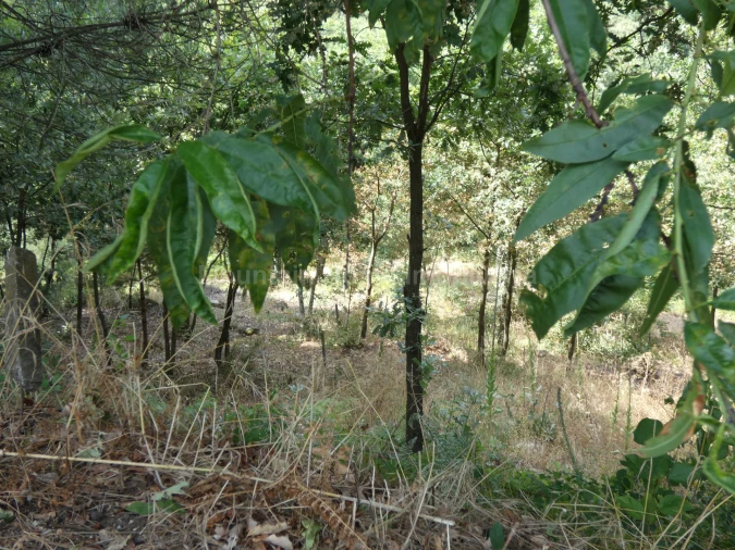 Terreno para Venda em Seia, São Romão e Lapa dos Dinheiros Foto 2