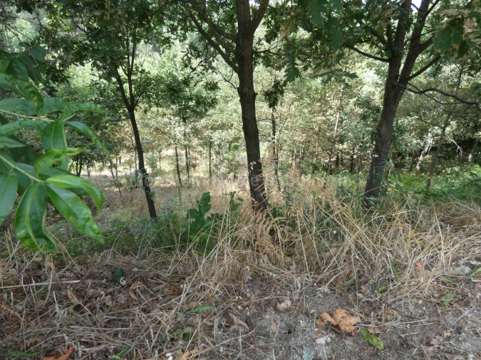 Terreno para Venda em Seia, São Romão e Lapa dos Dinheiros Foto 3