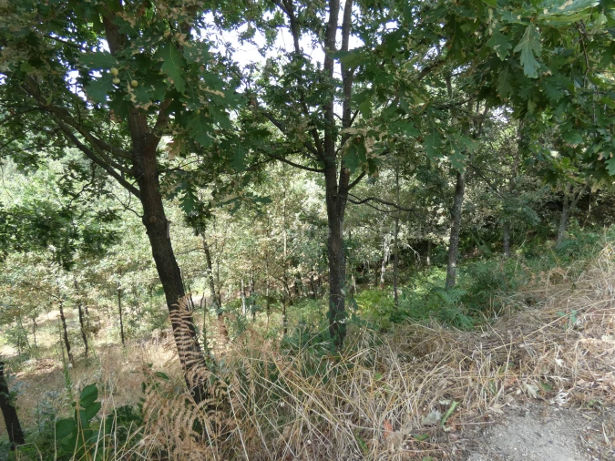 Terreno para Venda em Seia, São Romão e Lapa dos Dinheiros Foto 4