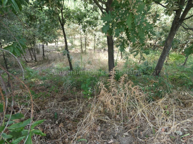 Terreno para Venda em Seia, São Romão e Lapa dos Dinheiros Foto 5