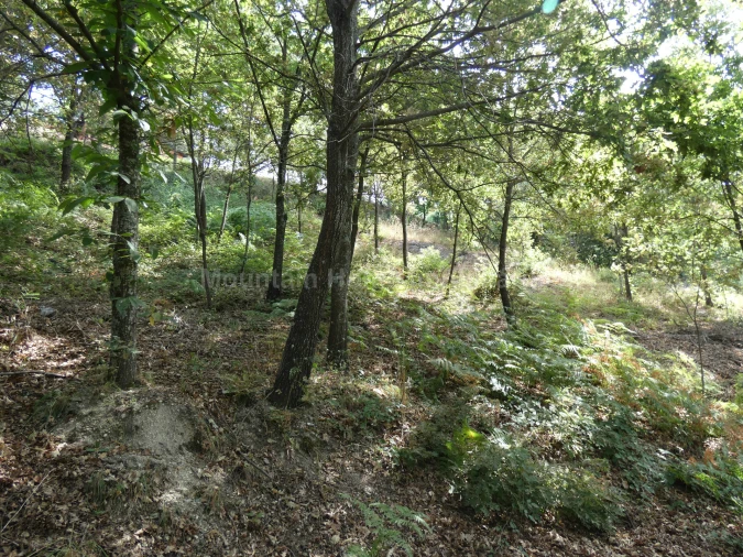Terreno para Venda em Seia, São Romão e Lapa dos Dinheiros Foto 8