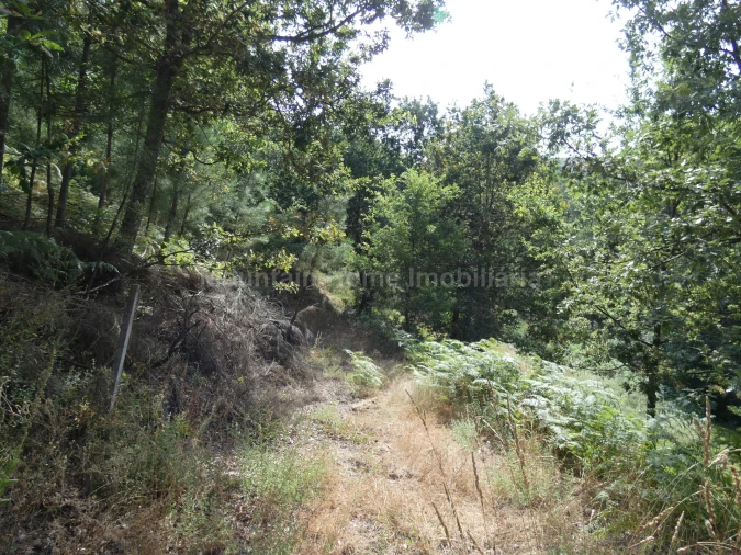 Terreno para Venda em Seia, São Romão e Lapa dos Dinheiros Foto 9