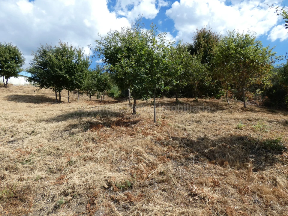 Terreno para Venda em Seia, São Romão e Lapa dos Dinheiros Foto 9