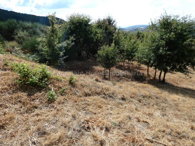 Terreno para Venda em Seia, São Romão e Lapa dos Dinheiros Foto 3