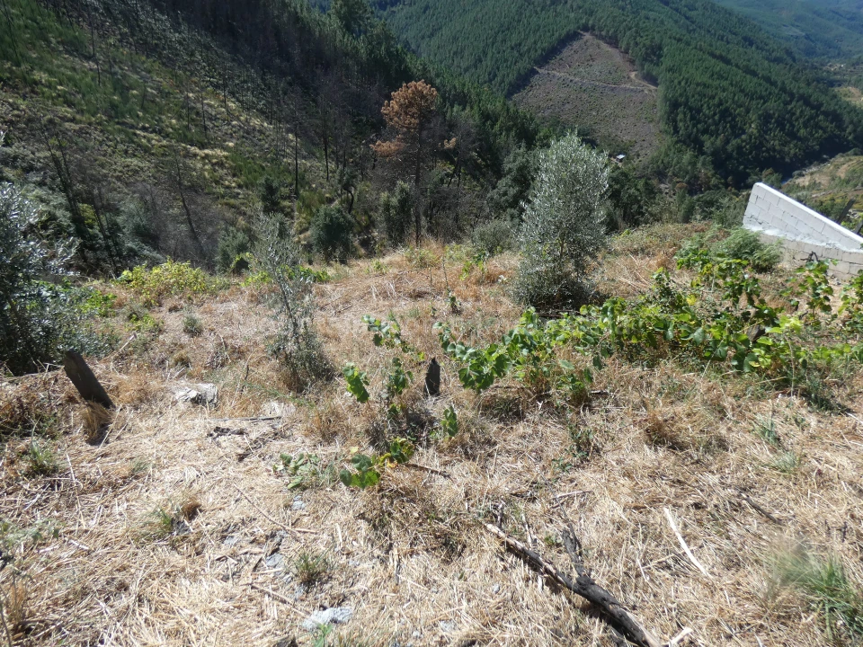 Terreno para Venda em Seia, São Romão e Lapa dos Dinheiros Foto 3