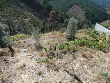 Terreno para Venda em Seia, São Romão e Lapa dos Dinheiros