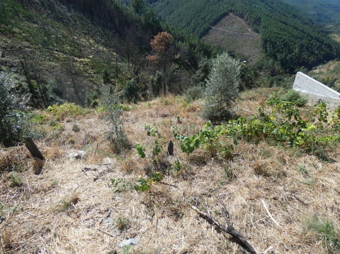 Terreno para Venda em Seia, São Romão e Lapa dos Dinheiros Foto 3