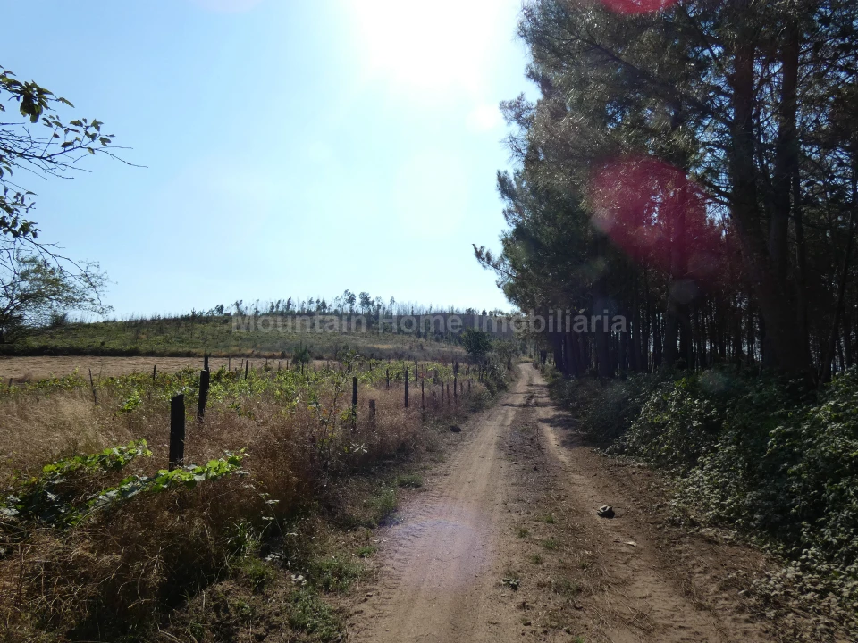 Quinta T0 para Venda em São Gião Foto 19