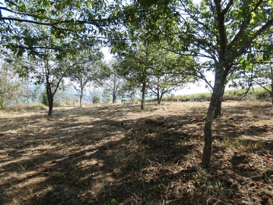 Quinta T0 para Venda em São Gião Foto 14
