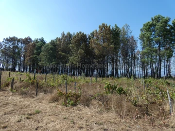 Quinta T0 para Venda em São Gião