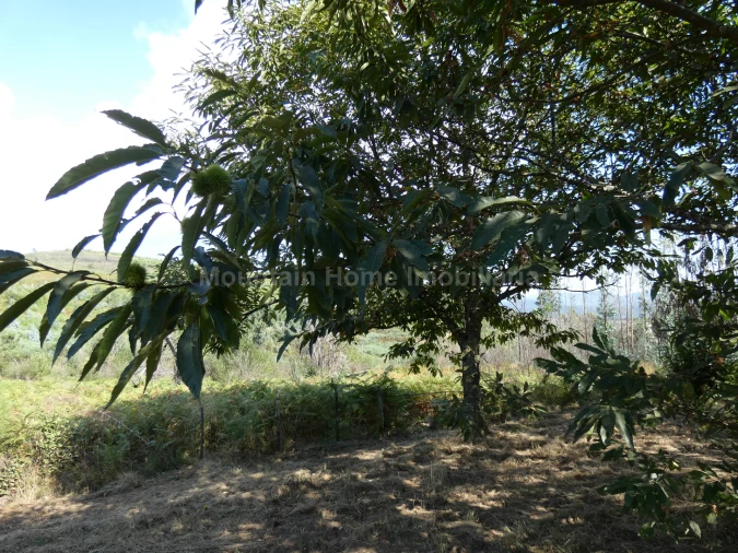 Quinta T0 para Venda em São Gião Foto 13