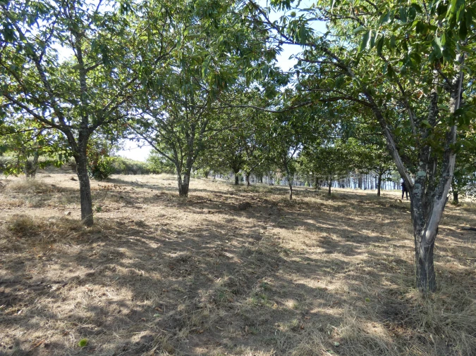Quinta T0 para Venda em São Gião Foto 17