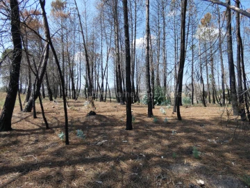 Quinta T0 para Venda em Arcozelo