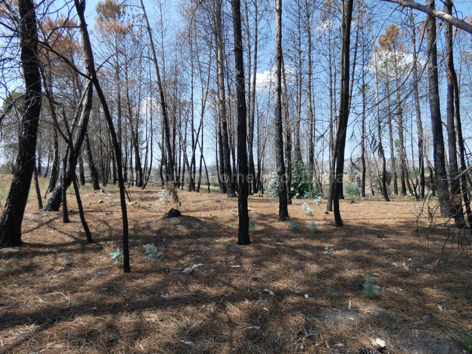 Quinta T0 para Venda em Arcozelo Foto 12