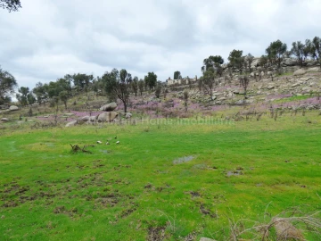 Quinta T0 para Venda em Abrunhosa-A-Velha