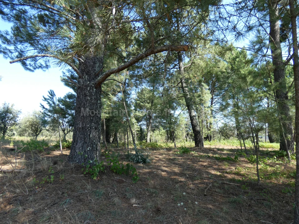 Terreno para Venda em Cativelos Foto 3