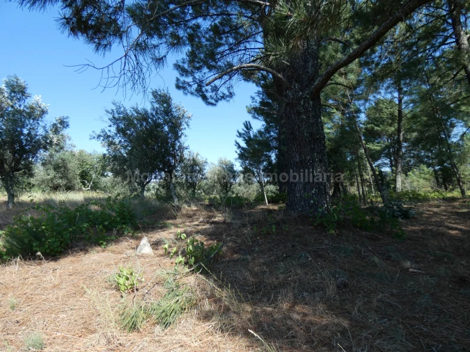 Terreno para Venda em Cativelos Foto 2