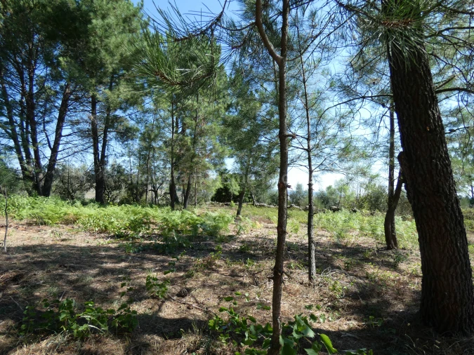 Terreno para Venda em Cativelos Foto 4