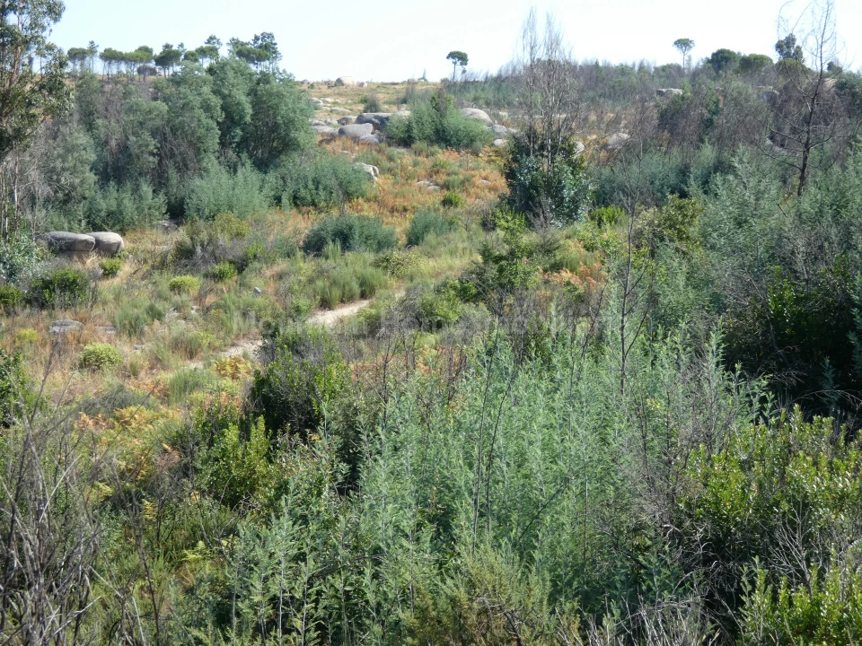 Terreno para Venda em Vila Nova de Tazem Foto 6