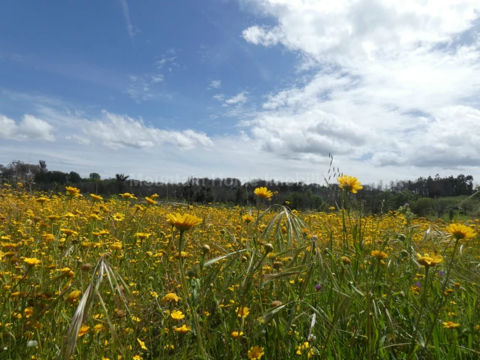 Moradia T2 para Venda em Travanca de Lagos Foto 17