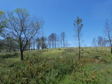 Terreno para Venda em Santiago