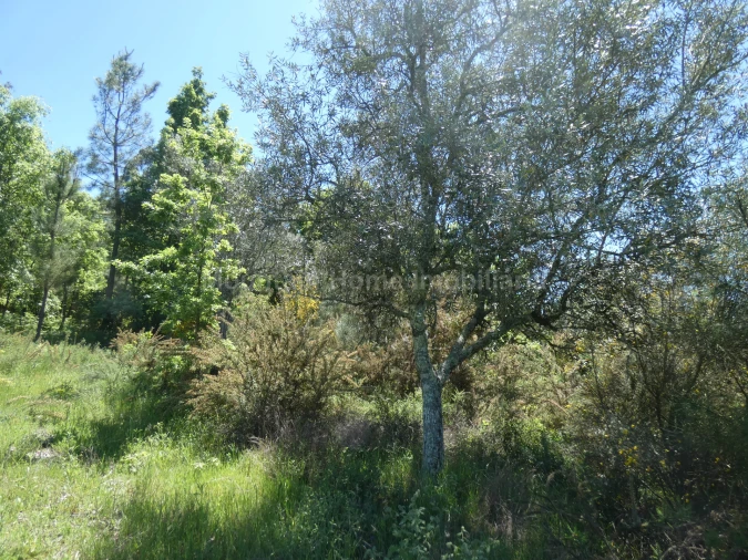Terreno para Venda em Santiago Foto 6