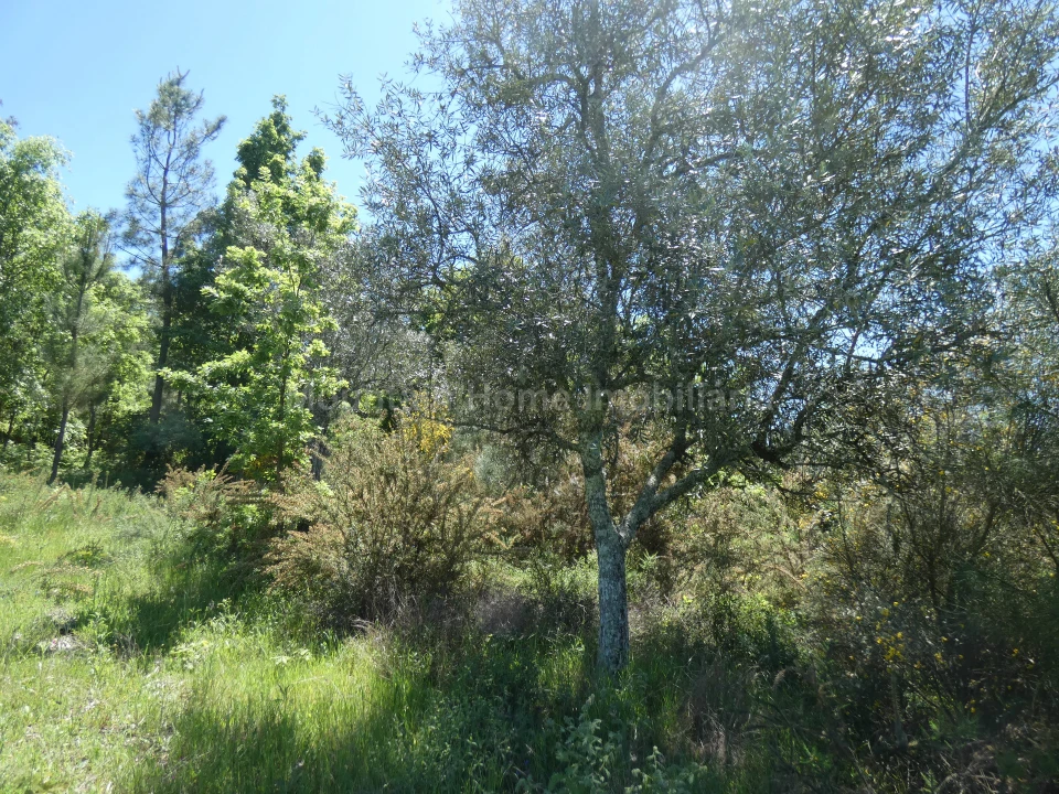 Terreno para Venda em Santiago Foto 6