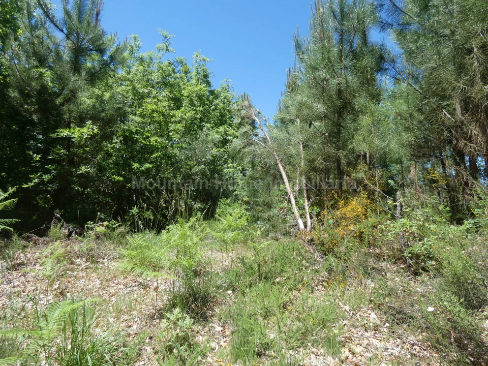 Terreno para Venda em Santiago Foto 8