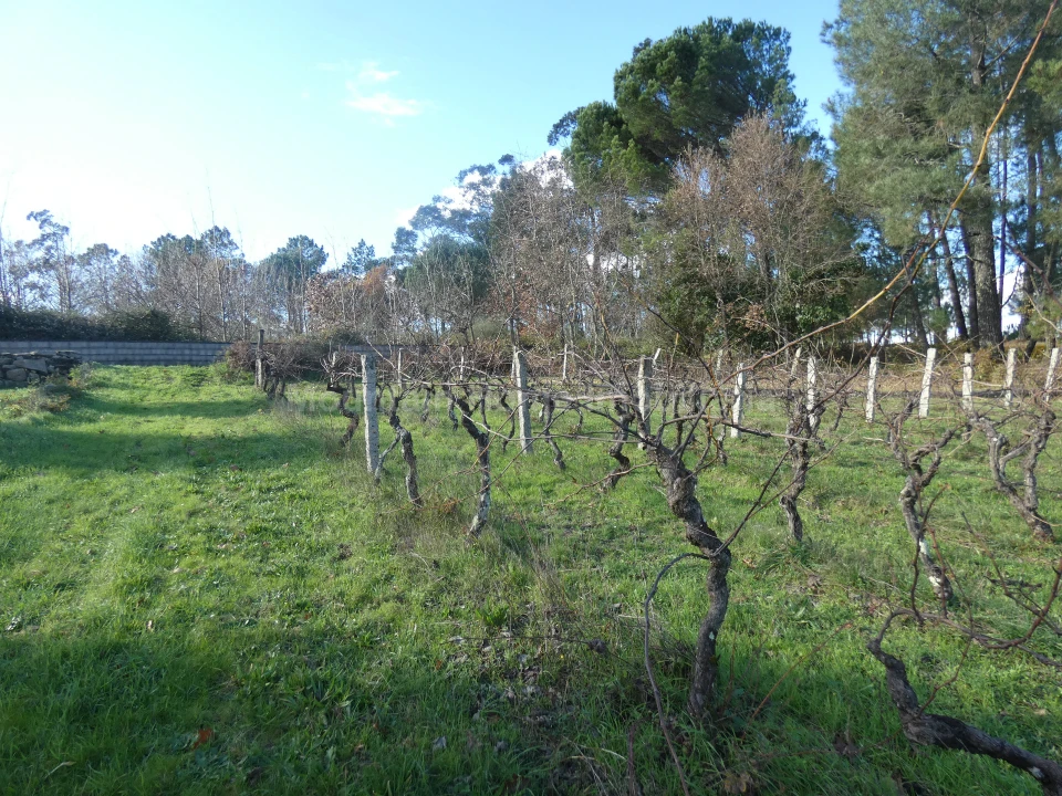 Quinta T0 para Venda em Vila Nova de Tazem Foto 7