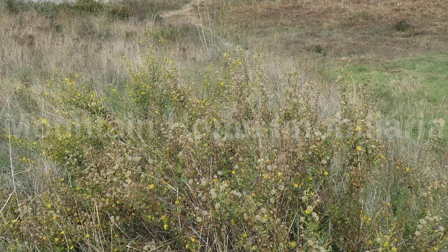 Terreno para Venda em Seia, São Romão e Lapa dos Dinheiros