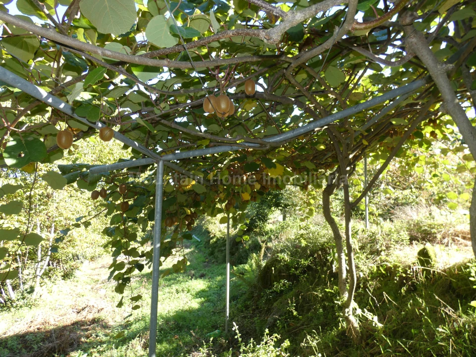 Quinta T0 para Venda em Sandomil Foto 17
