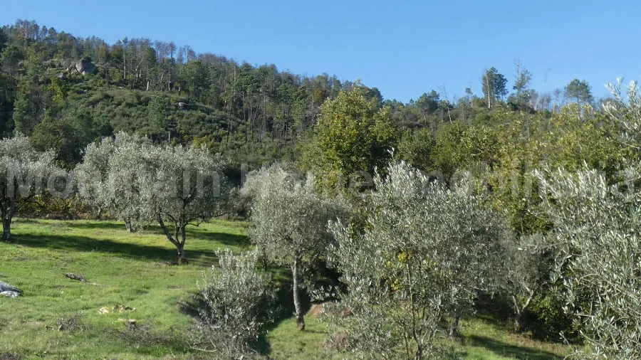 Quinta T0 para Venda em Sandomil