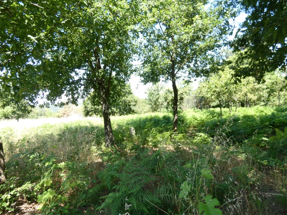 Quinta T0 para Venda em Seia, São Romão e Lapa dos Dinheiros Foto 5