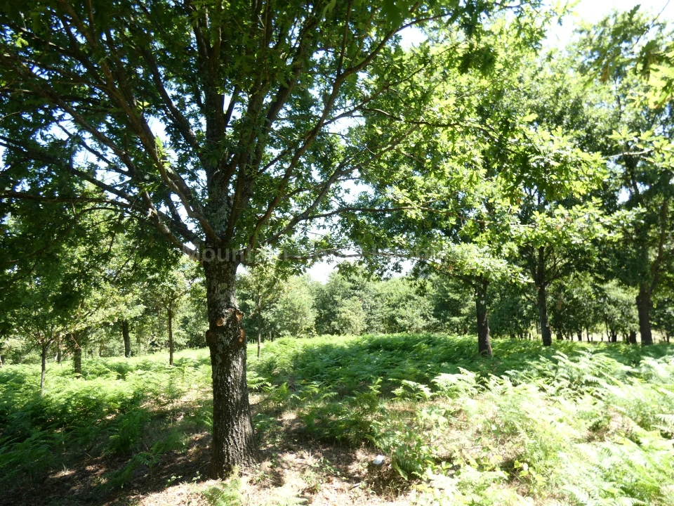 Quinta T0 para Venda em Seia, São Romão e Lapa dos Dinheiros Foto 6