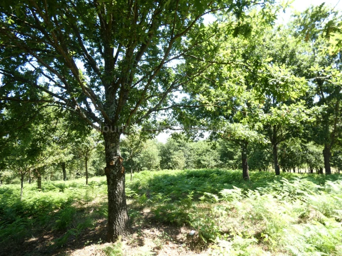Quinta T0 para Venda em Seia, São Romão e Lapa dos Dinheiros Foto 6
