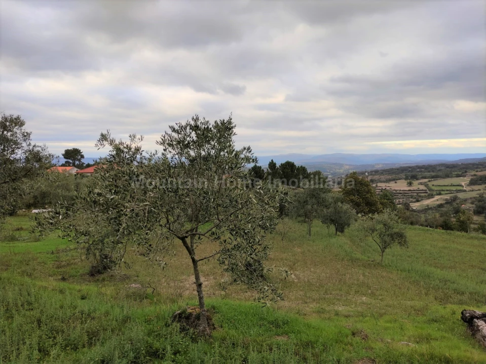Quinta T0 para Venda em Figueiró da Serra e Freixo da Serra Foto 3